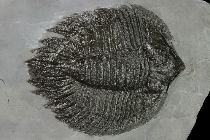 Arctinurus Trilobite - Classic New York Trilobite #163595